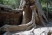 Ta Prohm temple - silk-cotton trees rising over the ruins